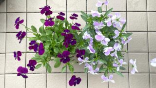 土の処分に悩まない!パンジーを「木から生まれた土」で育てる