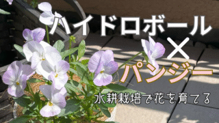 水耕栽培で花を育てる|ハイドロボールを使ったパンジーの水耕栽培