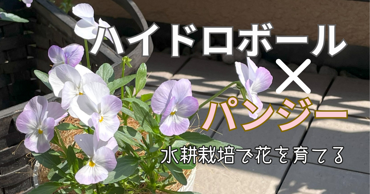 アイキャッチ画像｜ハイドロボール×パンジー水耕栽培で花を育てる