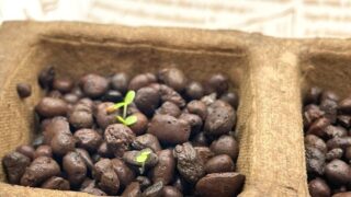 水耕栽培で花は育つ?【ハイドロボール】を使ってパンジーの種まきに挑戦