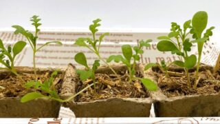 土処分にお困りの方必見！【木から生まれた土】で育てるネモフィラ〈冬前の栽培レポート〉