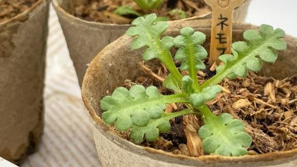 土処分にお困りの方必見!【木から生まれた土】で育てるネモフィラ〈冬越し成功のコツをレポート〉
