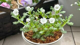 土処分にお困りの方必見！【木から生まれた土】でネモフィラ栽培〈開花結果を大公開〉
