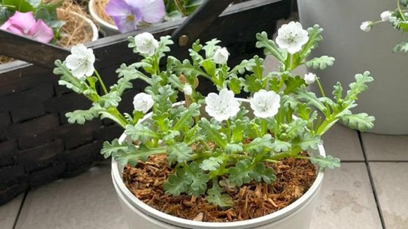 土処分にお困りの方必見!【木から生まれた土】でネモフィラ栽培〈開花結果を大公開〉