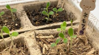 土処分にお困りの方必見！【木から生まれた土】でネモフィラの種まきに挑戦