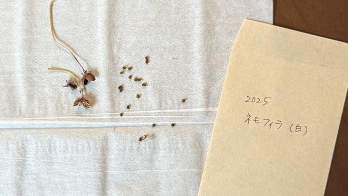 白いネモフィラの種と保管用の茶封筒