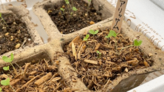 土の処分に悩まない！【木から生まれた土】でアリッサムの種まきに挑戦