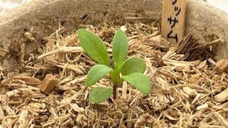 土の処分に悩まない！【木から生まれた土】で冬のアリッサム栽培に挑戦