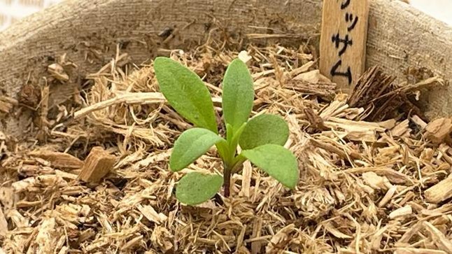 土の処分に悩まない！【木から生まれた土】で冬のアリッサム栽培に挑戦
