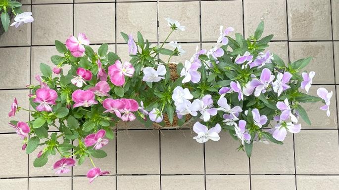 水耕栽培で花は育つ?【ハイドロボール】を使って春のパンジー栽培に挑戦