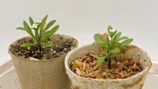 土の処分に悩まない！【木から生まれた土】でアリッサムの冬越しに挑戦