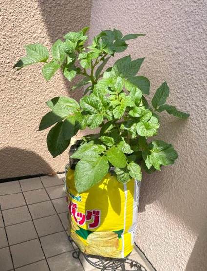 カルビーポテトバッグから出てきたじゃがいもの葉