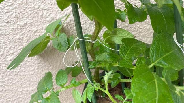 支柱とタコ糸で固定されたじゃがいもの茎