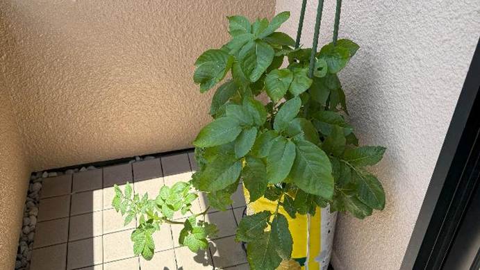 植え付けから101日目のじゃがいも苗