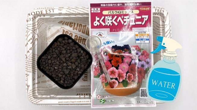 •	ペチュニアの種
小粒のハイドロボール、種まき用の小さいポット、底面潅水用の容器、霧吹き、水温計の画像
