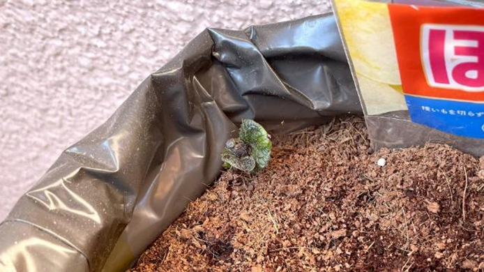 カルビーポテトバッグから芽を出したじゃがいもの葉
