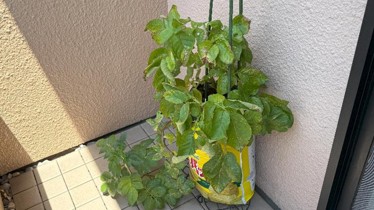 植え付けから121日後、枯れ始めたじゃがいもの苗