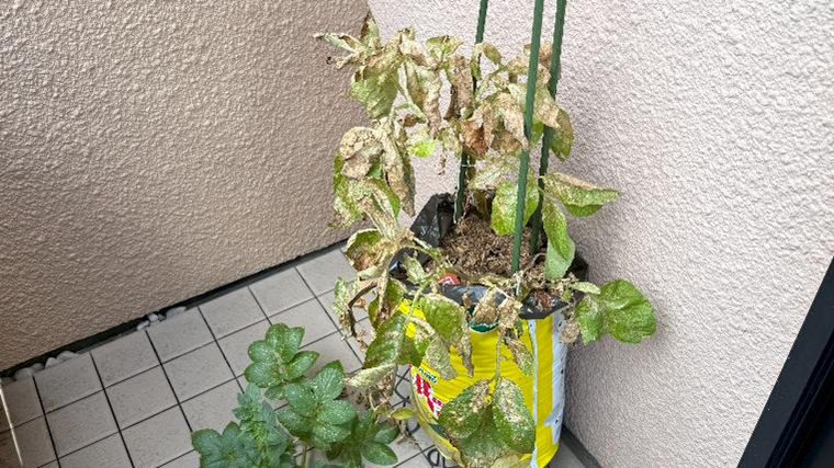 植え付けから130日後、枯れた葉が多いじゃがいもの苗