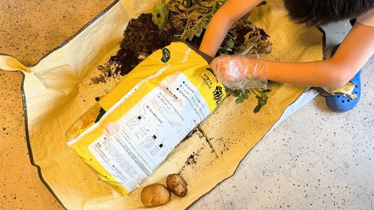カルビーポテトバッグからじゃがいもを収穫してする作業