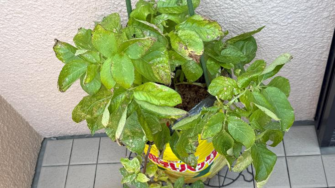 花が咲かずに成長しているじゃがいもの苗