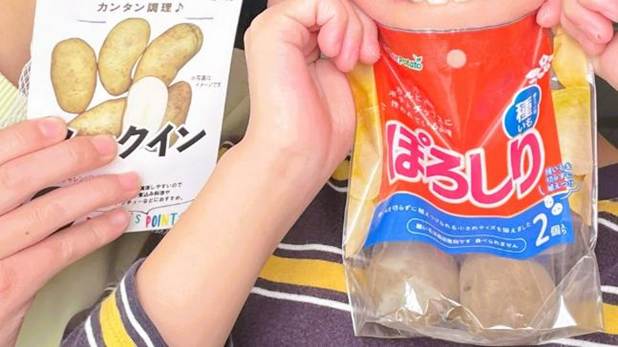 手に持った種イモ（ぽろしり、メークイン）