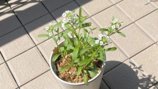 土の処分に悩まない！【木から生まれた土】でアリッサムの開花を楽しむ