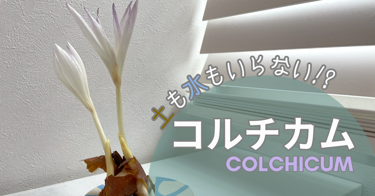 開花した２つのコルチカムの花