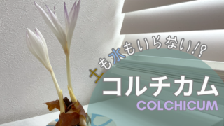 置いておくだけで花が咲く⁉ 不思議な球根『コルチカム』の栽培レビュー