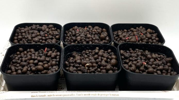 種まきから5日目、赤みのある千日紅の発芽苗