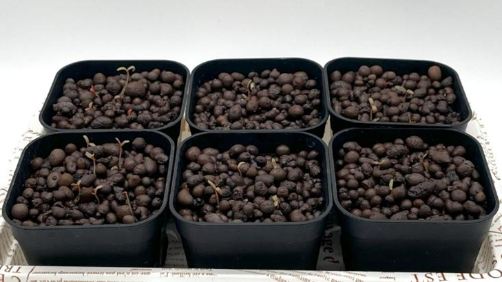 種まきから6日目、6つの鉢から顔を出した千日紅の苗