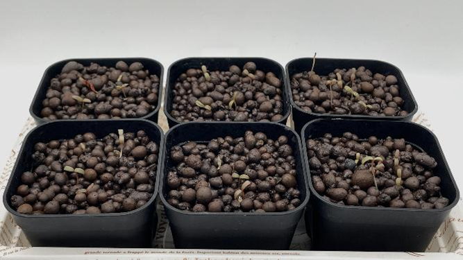 種まきから7日目、6つの鉢から芽を出した千日紅の苗