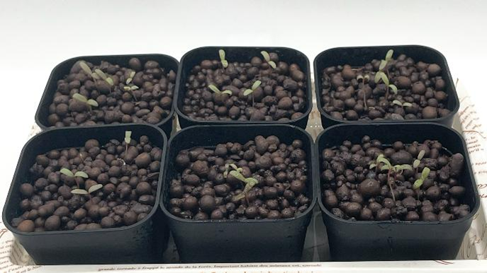 種まきから10日目、小さな千日紅の発芽苗