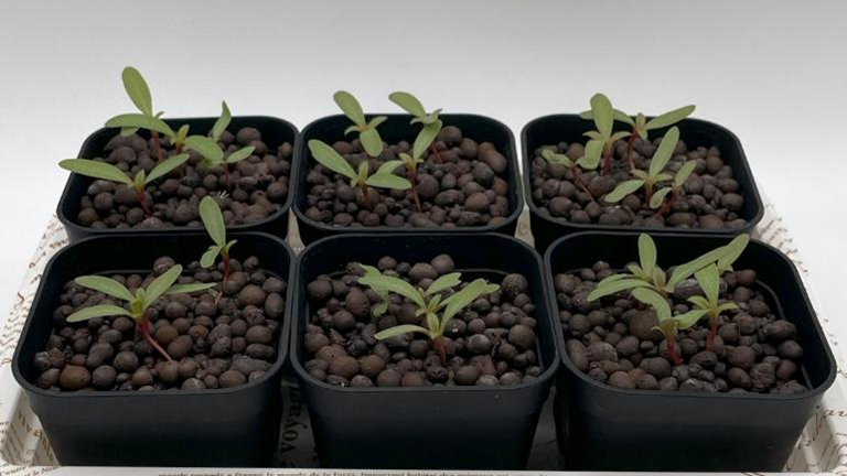 種まきから23日目、本葉が出始めた小さな千日紅の苗たち