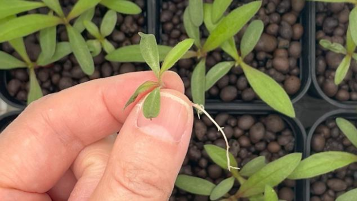 間引きした小さな千日紅の苗を手に持っている様子