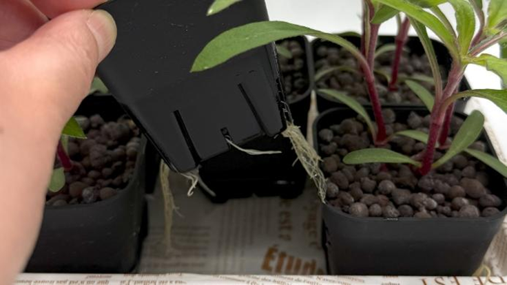 種まきから46日目、鉢底から根っこが出ている様子