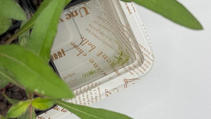 緑色の藻が発生した水耕栽培用の容器の底の様子