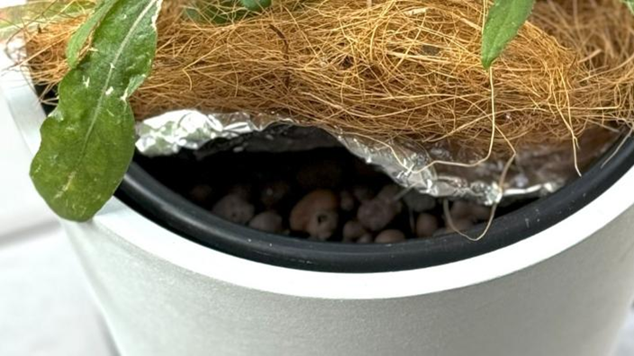 ハイドロボールを使った鉢にアルミホイルとココヤシファイバーでマルチングしている様子