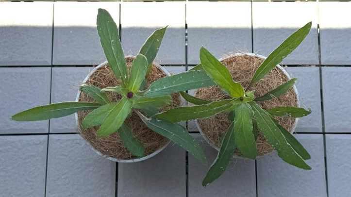 種まきから67日目、蕾が見える２つの千日紅苗