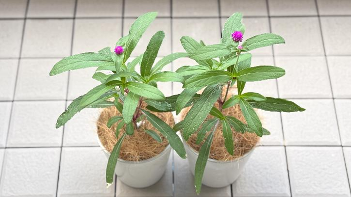 種まきから76日目、最初の花が咲いた２つの千日紅苗