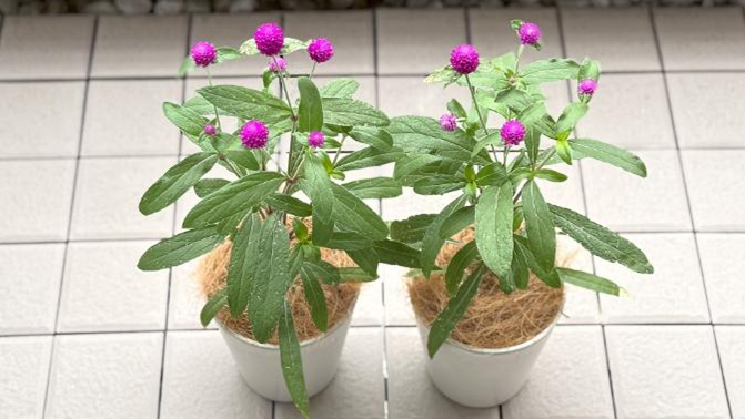 種まきから91日目、花が咲いている２つの千日紅苗