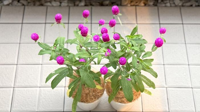 種まきから116日目、ピンク色の花がたくさん咲いた２つの千日紅