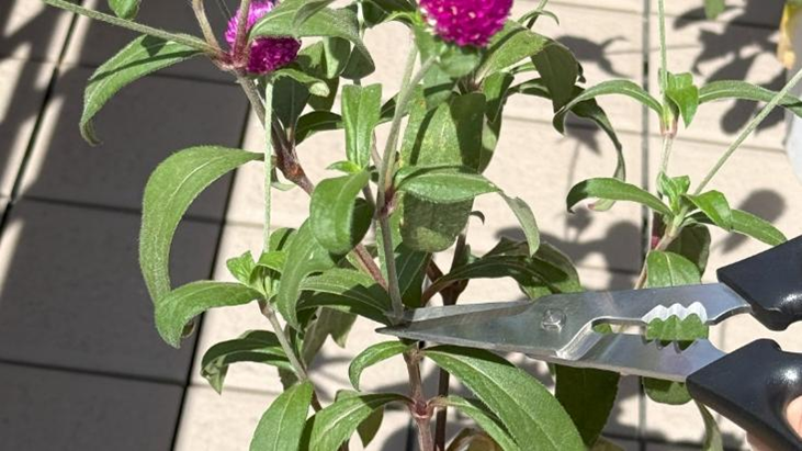 千日紅をハサミで剪定している様子