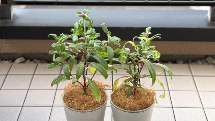 種まきから141日目、剪定後に再び花が咲き始めた千日紅