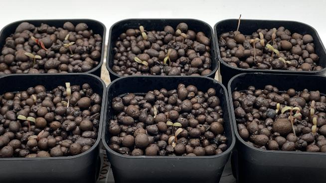 ６つの鉢から千日紅の芽が出ている様子