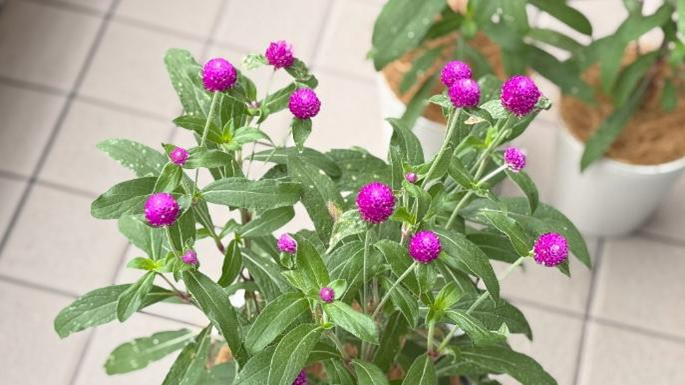 ピンク色の千日紅の花