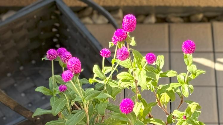 ピンク色の千日紅の花