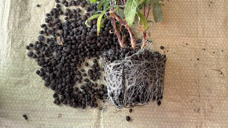 鉢から取り出した千日紅の苗、びっしりと根が回っている様子