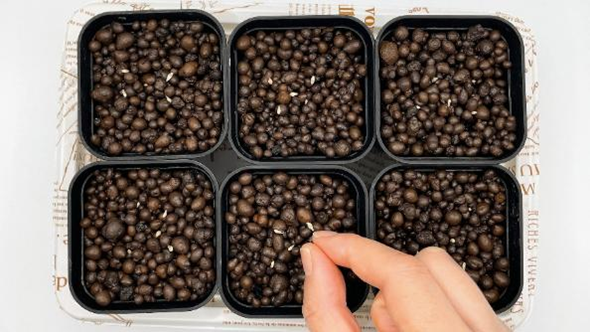 6つの鉢に手で千日紅の種をまいている様子