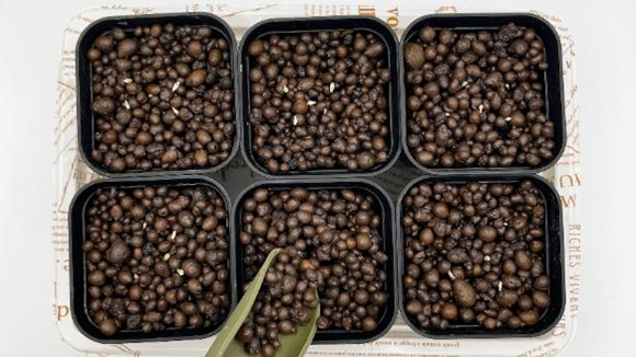 種まき後の鉢にハイドロボールをかけている様子