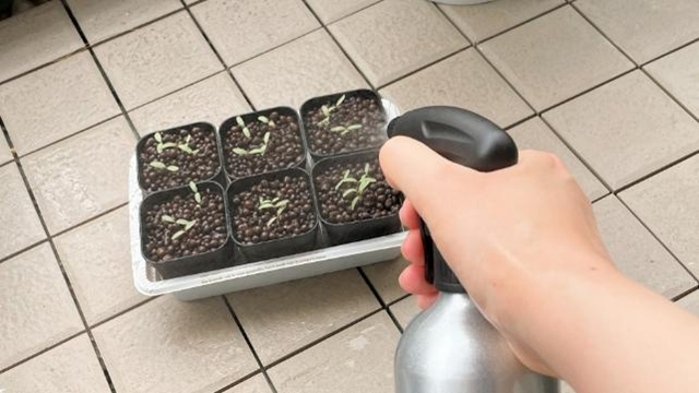 ベランダで6つの小さな鉢に霧吹きで水を与えている様子